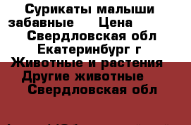 Сурикаты-малыши (забавные ) › Цена ­ 40 000 - Свердловская обл., Екатеринбург г. Животные и растения » Другие животные   . Свердловская обл.